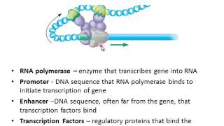 Eukaryotic Gene Regulation [upl. by Aihsoj]