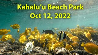 Snorkeling Session Kahaluu Bay Big Island Hawaii Oct 12 2022 [upl. by Lora]