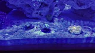 45 Min Nano Reef Tank New Corals Timelapse [upl. by Aynosal]