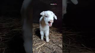 The little goat 🐑calls its mother🍀goat☘️ babylamb cuteanimal🍀 animals ytshorts 💕cute cutegoat [upl. by Niccolo]