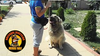 Disciplina 🐶 Ciobanesc Caucazian Tip Georgian  by Mihai Nae [upl. by Oruasi]