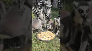 The amazing tail of the ringtailed lemur [upl. by Bamby]