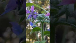 Grow Borage For Tea borage herbaldrink herbaltea flowergarden mentalhealthminute naturelover [upl. by Garling959]