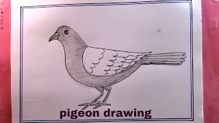 how to draw a pigeon easy step by steppigeon drawing [upl. by Hermine]