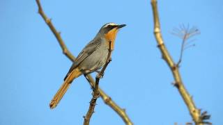 Cape RobinChat singing beautifully [upl. by Syl726]