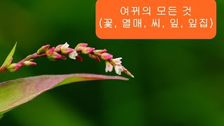 유튜브 식물도감 여뀌의 모든 것 꽃 열매 씨 잎 잎집 [upl. by Jermayne]