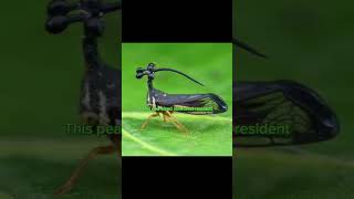 Mid Treehopper×Mahoraga edit IBFawJan edit shorts mahoraga Treehopper animeedit [upl. by Aicitan]