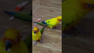 Sun Conure playing  parrot playing  Julie and Sunny playing sunconure birds parrot [upl. by Zsa815]