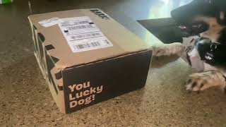 ⁠ BarkBox ​⁠ madden barkbox dog puppy excited toys 8months fyp [upl. by Yadseut430]