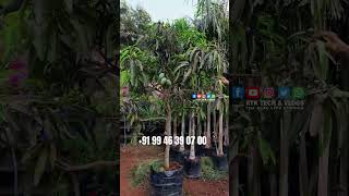 കവറിൽ വെച്ച മാമ്പഴത്തോടുകൂടിയ നീലൻ മാവ് NEELAM MANGO Green Agro Farm Randathani [upl. by Chellman]