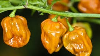 ⟹ Mustard Habanero Pepper Capsicum chinense PLANT REVIEW pepper [upl. by Lotsyrk326]