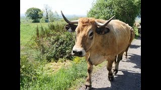 Transhumance 2017 Race Aubrac Château Cropières Raulhac Cantal France [upl. by Brott]