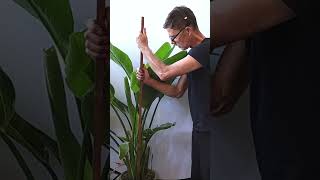 5 Tips to Grow a Massive Bird of Paradise [upl. by Asela]