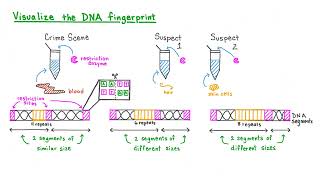 Applications of DNA Fingerprinting [upl. by Kauslick921]