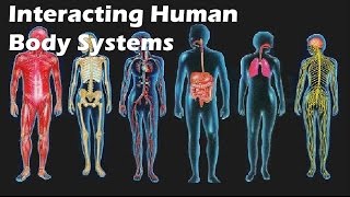 Interacting Human Body Systems [upl. by Norrat249]