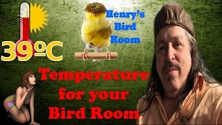 Temperature for your Bird Room  Henrys Bird Room [upl. by Buerger]