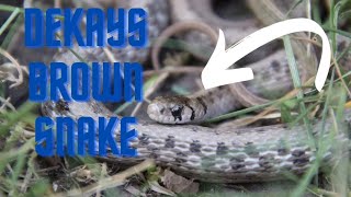 DeKays Brown snakeSnake Facts [upl. by Krasnoff]