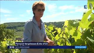 BourgogneFrancheComté  la Région va aider les vignerons à lutter contre le gel [upl. by Yrtua436]