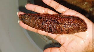 Sea Cucumber Maintenance in Wet Laboratory  Routine Practices [upl. by Pillihpnhoj]