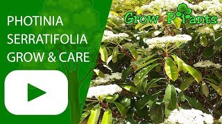 Photinia serratifolia  grow amp care Photinia glabra [upl. by Bega]