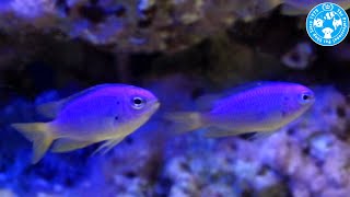 【チャーム】海水魚 ソラスズメ Pomacentrus coelestis スズメダイ charm動画 [upl. by Llerrut]