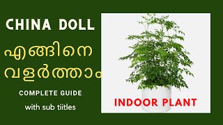 CHINA DOLL ചൈന ഡോൾ Complete guide for Care and propagation Best indoor plant  Low light plant [upl. by Yedsnil854]