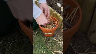 Tierische Helfer im Garten gegen Schädlinge Shorts [upl. by Okubo]