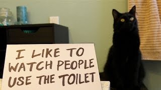 Ultimate Cat Shaming  Cole and Marmalade [upl. by Marzi]