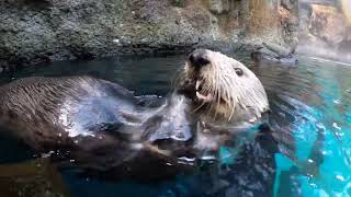 Sea Otters Crack And Eat Fresh Oysters [upl. by Bravin850]