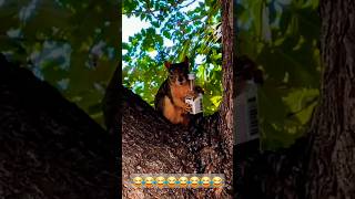 😂😂 BICHOS ENGRAÇADOS 😂😂funny animals pets happy foryou [upl. by Sheline953]