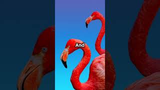 🦩 Incredible Flamingo Facts You Won’t Believe 😱✨ FlamingoMagic WildlifeWondersquot animalkingdom [upl. by Hsitirb]