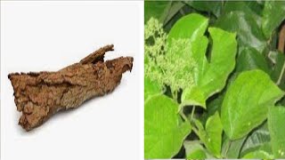 Quantitative Analysis of Phytochemical Compounds in Barks Leaves of Okoubaka Southwestern Nigeria [upl. by Ajssatsan]