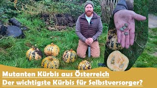 Der wichtigste Kürbis für Selbstversorger Steirischer Ölkürbis [upl. by Winnah373]