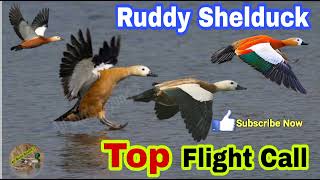 Ruddy Shelduck hunting call [upl. by Eirellav]