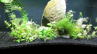 Add Hornwort to Aquascape 11824 [upl. by Genesa572]