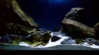 Lake Tanganyika Biotope Vol 1 [upl. by Rombert]