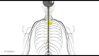 5121  Test Medicina  Midollo spinale [upl. by Nerehs595]