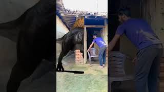 yarr Tera hero khalnayak hogya Ghar me SE nikla animals magic video funny mmmrazz shorts vfx [upl. by Ydarg]