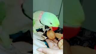 Adorable Alexandrine Parrot Talks amp Plays with a Walnut on Bed 😍❤ alexanderparrot trending short [upl. by Bovill332]