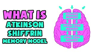 What is Atkinson–Shiffrin Memory Model  Explained in 2 min [upl. by Adleremse]