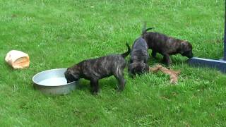 Presa Canario Puppies  Sanders Kennels [upl. by Rosalynd845]