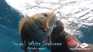 Azores 38°N  Spearfishing in Spring II  2018 [upl. by Durarte303]