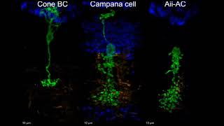 Campana Cells [upl. by Blane713]