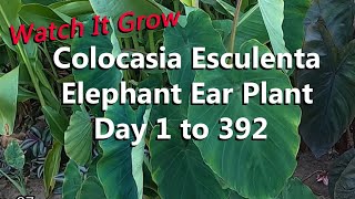 Colocasia Esculenta Elephant Ear Plant Grows For Over One Year in a California Tropical Garden [upl. by Stortz]