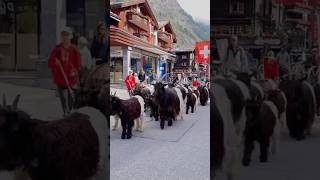 Zermatts Furry Parade Sheep on the Streets [upl. by Malilliw978]