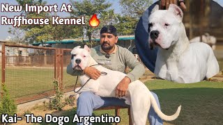 Surprise For Every Dogo Argentino Lover 😍🔥  Kai The Dogo Argentino  New Import 😱 [upl. by Ynoyrb]