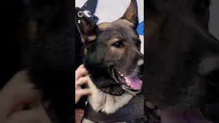 Police Dog Kaos Who Survived Stabbing Attack Has Sadly Died  10 News First [upl. by Bibi117]