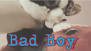 “Bad Boy” BBMV NEW BEANIE BOO SPECIAL [upl. by Akahc]