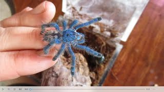 Caribena Versicolor  The Caribbeans most beautiful tarantula Care rehousing and fun [upl. by Gerhardine]