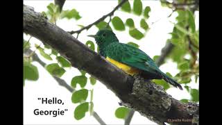 African Emerald Cuckoo call [upl. by Jezabelle]